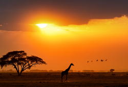 E-NEWS & FORMULA | TRIP TO AFRICA - AFRICAN BODY SCRUB