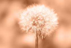 E-NEWS | PANTONE OF THE YEAR 2024 | PEACH FUZZ