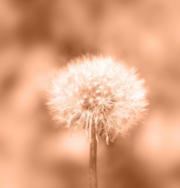 PANTONE OF THE YEAR 2024 | PEACH FUZZ 