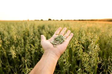 AvenaPlex: Active Lipid Complex